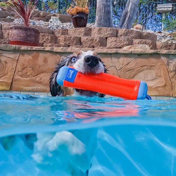 Dog swimming in a pool with an amphibious dog toy.